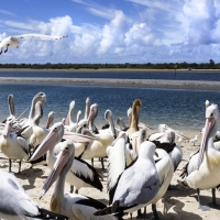 Pelicans kl.jpg
