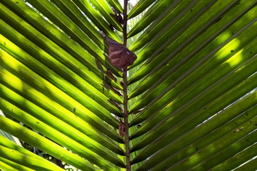 Palm C.jpg